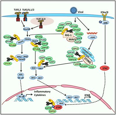 The Role of Deubiquitinases in Virus Replication and Host Innate Immune Response